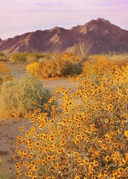 MANJIMUP //  Candle 500ml