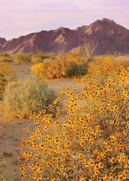 MANJIMUP // Custom Candle175ml