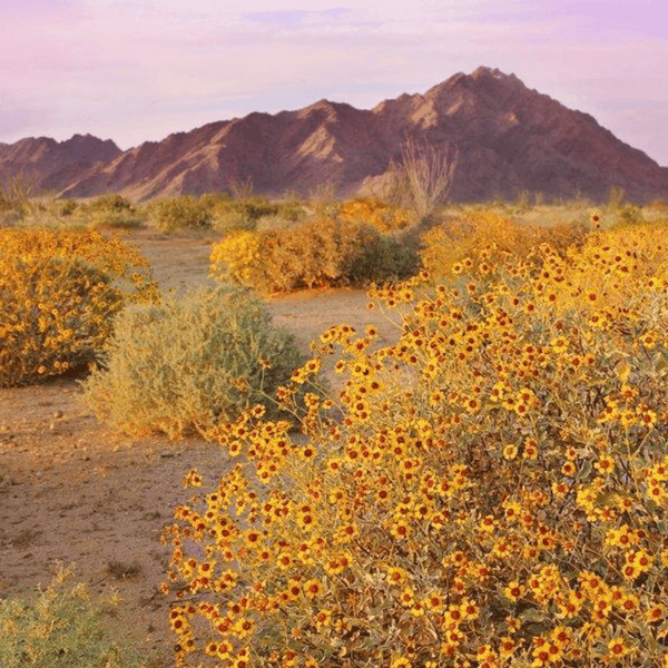 MANJIMUP // Eco Reed Diffuser 200ml