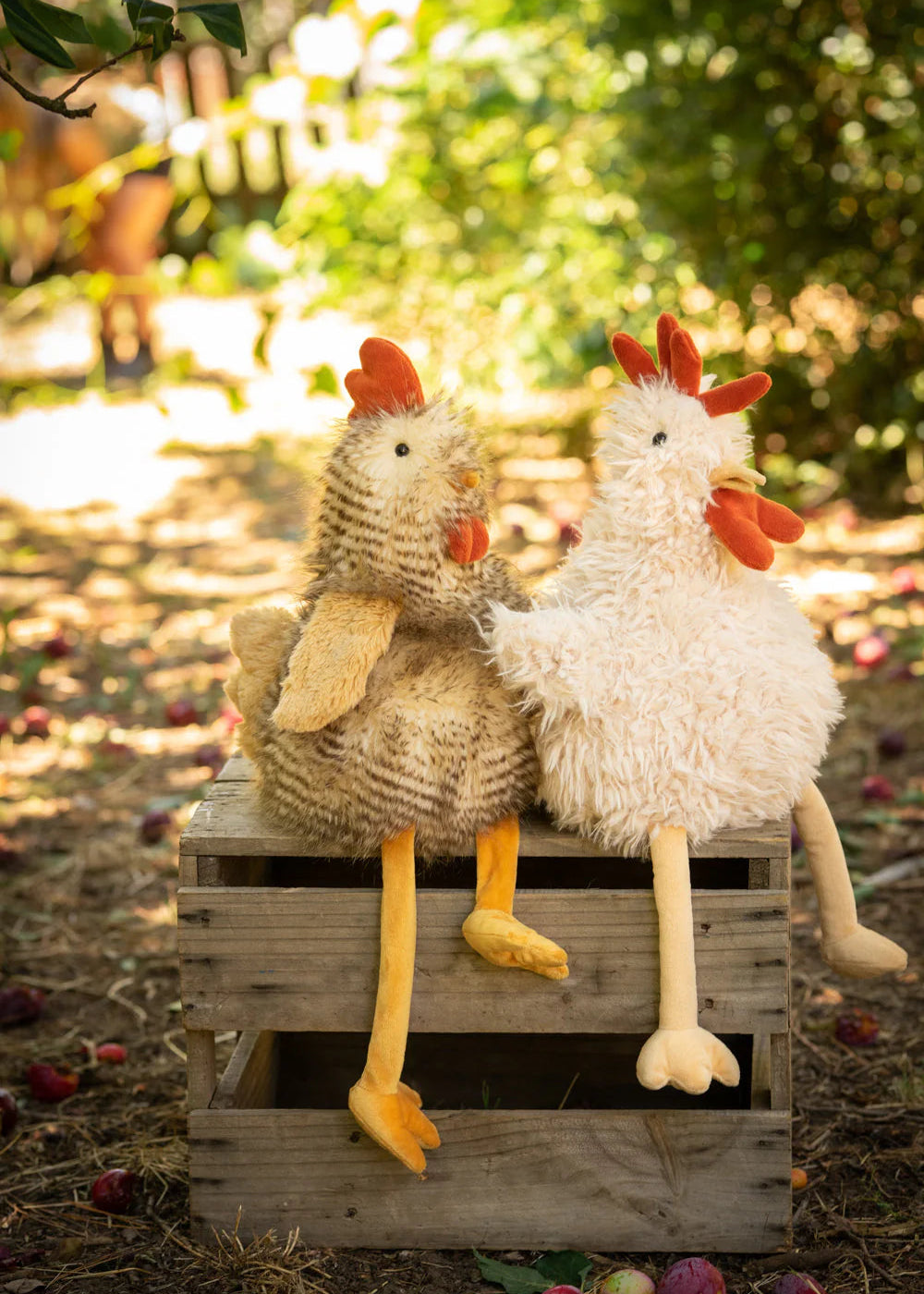Roy the Rooster
